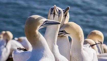 张帅三盘险胜克鲁格 晋级将战莱巴金娜